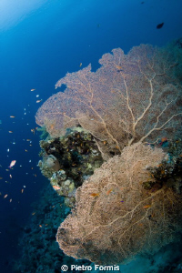 gorgonie sharm by Pietro Formis 